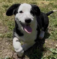 AKC GILAN, a male Cardigan Welsh Corgi for sale in Fordland, MO – 1 of 8