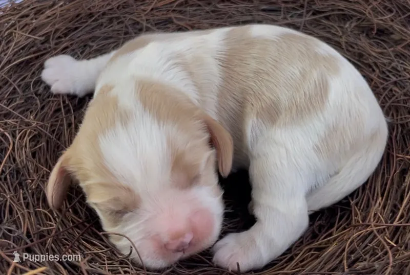 Maël – Cockalier puppy for sale in Fordland, MO