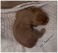 AKC Mr. Andrews, a male Cavalier King Charles Spaniel for sale in Fordland, MO – 8 of 10
