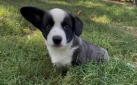 AKC Elizabeth , a female Cardigan Welsh Corgi for sale in Fordland, MO – 4 of 7