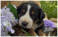 AKC Juliet, a female Greater Swiss Mountain Dog for sale in Fordland, MO – 2 of 5