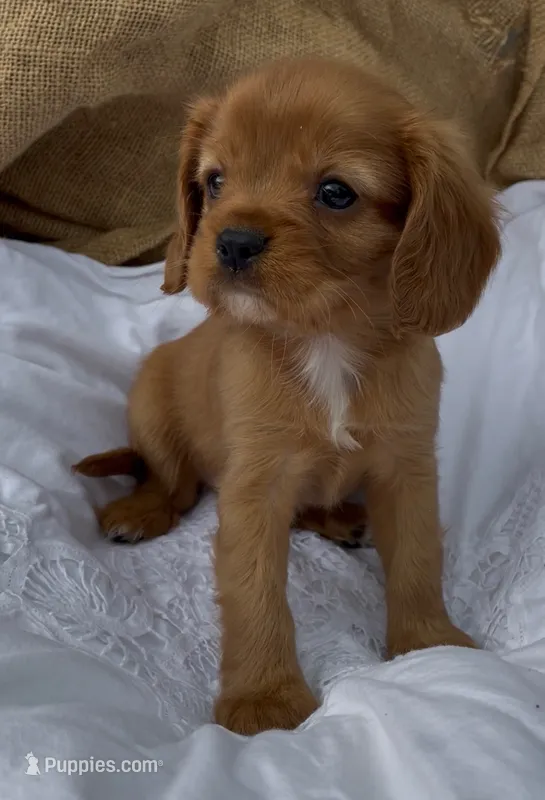 AKC Mr. Andrews – Cavalier King Charles Spaniel puppy for sale in Fordland, MO