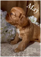 AKC May, a female Cavalier King Charles Spaniel for sale in Fordland, MO – Photo 3 of 10