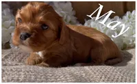 AKC May, a female Cavalier King Charles Spaniel for sale in Fordland, MO – Photo 5 of 10