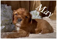AKC May, a female Cavalier King Charles Spaniel for sale in Fordland, MO – Photo 10 of 10