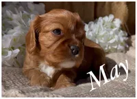 AKC May, a female Cavalier King Charles Spaniel for sale in Fordland, MO – Photo 9 of 10