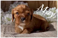 AKC May, a female Cavalier King Charles Spaniel for sale in Fordland, MO – Photo 1 of 10