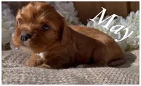 AKC May, a female Cavalier King Charles Spaniel for sale in Fordland, MO – Photo 2 of 10