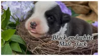 AKC Jack, a male Cardigan Welsh Corgi for sale in Fordland, MO – 2 of 5