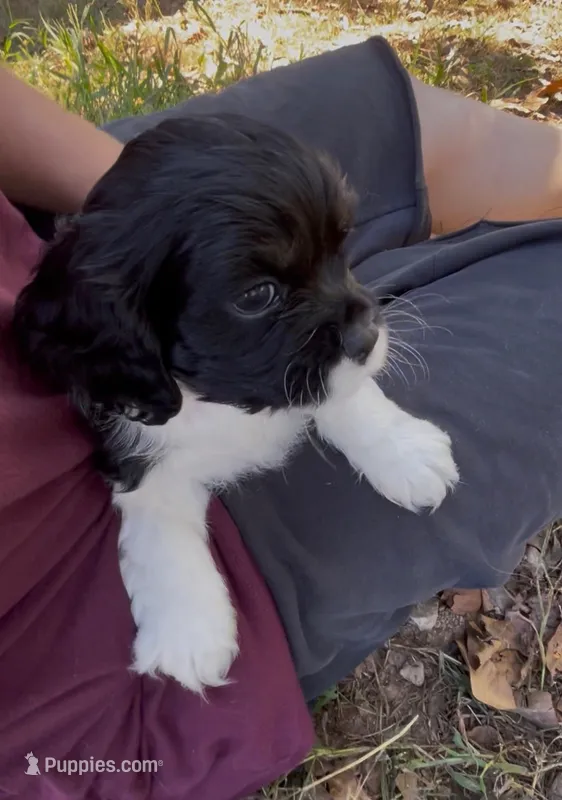 Zoë – Cockalier puppy for sale in Fordland, MO