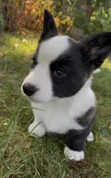 AKC Jane, a female Cardigan Welsh Corgi for sale in Fordland, MO – 5 of 8