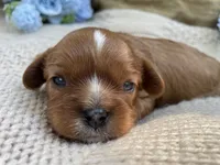 AKC Moe, a male Cavalier King Charles Spaniel for sale in Fordland, MO – 1 of 7