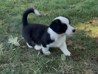 AKC Jack, a male Cardigan Welsh Corgi for sale in Fordland, MO – 4 of 9