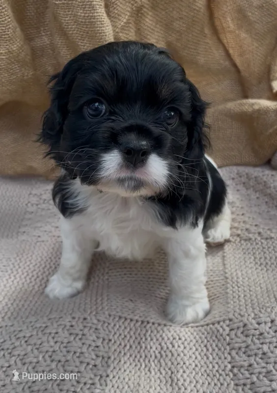 Zoë – Cockalier puppy for sale in Fordland, MO