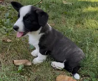 AKC Elizabeth , a female Cardigan Welsh Corgi for sale in Fordland, MO – 2 of 7
