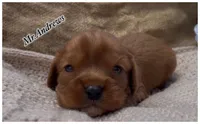 AKC Mr. Andrews, a male Cavalier King Charles Spaniel for sale in Fordland, MO – 6 of 10