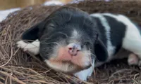 Zoë, a female Cockalier for sale in Fordland, MO – 3 of 5