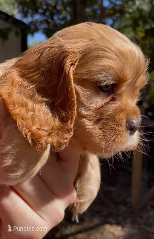 Noël – Cockalier puppy for sale in Fordland, MO