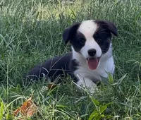 AKC Jack, a male Cardigan Welsh Corgi for sale in Fordland, MO – 1 of 9