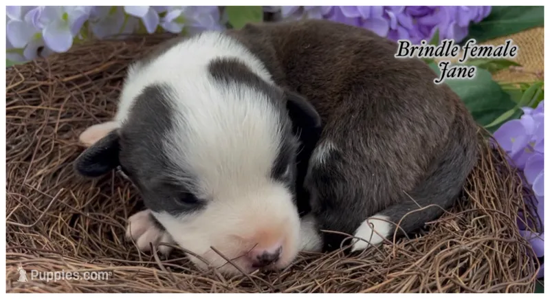 AKC Jane – Cardigan Welsh Corgi puppy for sale in Fordland, MO