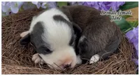 AKC Jane, a male Cardigan Welsh Corgi for sale in Fordland, MO – 1 of 5