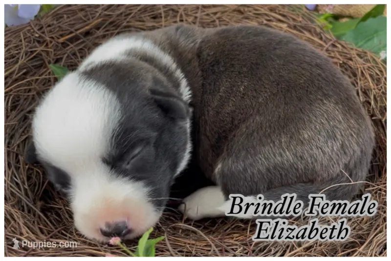 AKC Elizabeth  – Cardigan Welsh Corgi puppy for sale in Fordland, MO