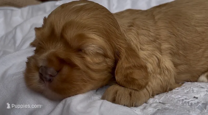 Noël – Cockalier puppy for sale in Fordland, MO
