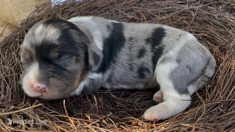Joëlle – Cockalier puppy for sale in Fordland, MO