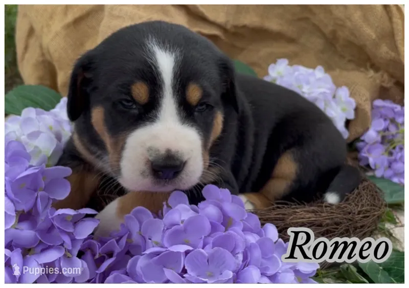 AKC Romeo – Greater Swiss Mountain Dog puppy for sale in Fordland, MO