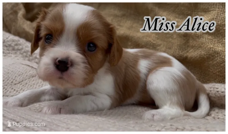 AKC Miss Alice, a female Cavalier King Charles Spaniel for sale in Fordland, MO – 1 of 8