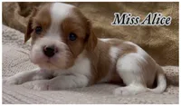 AKC Miss Alice, a female Cavalier King Charles Spaniel for sale in Fordland, MO – 1 of 8