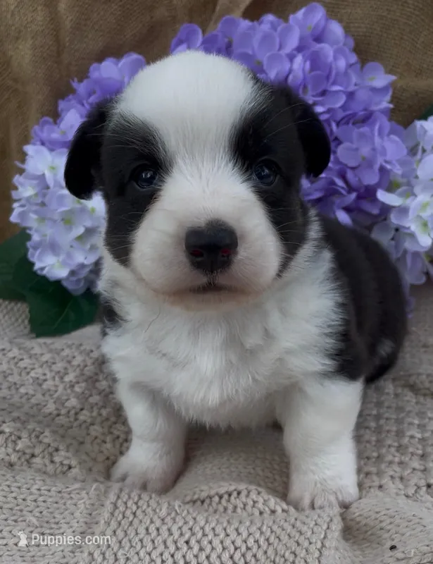 AKC Jack – Cardigan Welsh Corgi puppy for sale in Fordland, MO