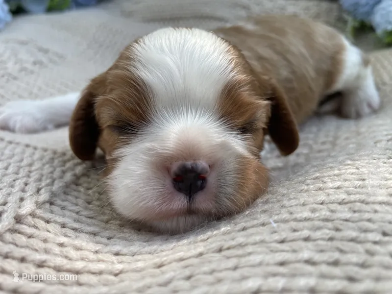 AKC Curly – Cavalier King Charles Spaniel puppy for sale in Fordland, MO