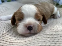AKC Curly, a male Cavalier King Charles Spaniel for sale in Fordland, MO – 1 of 7