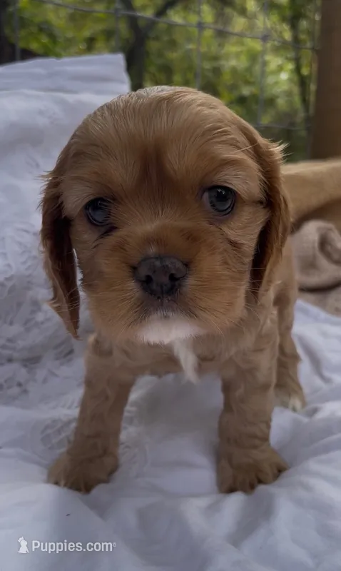 Noël – Cockalier puppy for sale in Fordland, MO