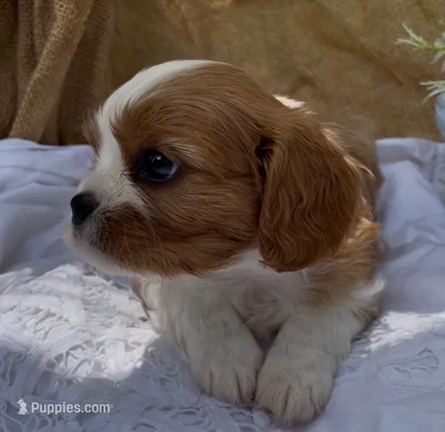 AKC Curly – Cavalier King Charles Spaniel puppy for sale in Fordland, MO