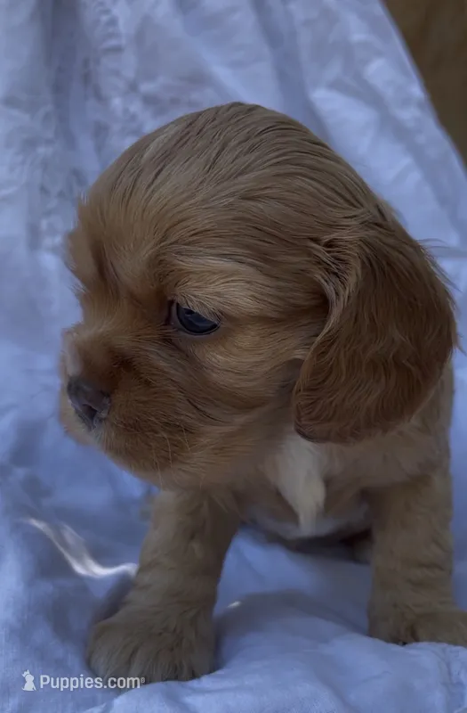 Noël – Cockalier puppy for sale in Fordland, MO