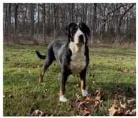 Attention Ladies, a female Greater Swiss Mountain Dog for sale in Fordland, MO – Photo 2 of 2