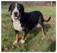 Attention Ladies, a female Greater Swiss Mountain Dog for sale in Fordland, MO – Photo 1 of 2