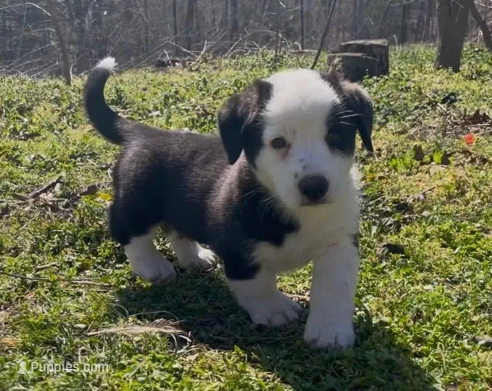 AKC GILAN – Cardigan Welsh Corgi puppy for sale in Fordland, MO
