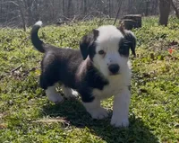 AKC GILAN, a male Cardigan Welsh Corgi for sale in Fordland, MO – Photo 1 of 5