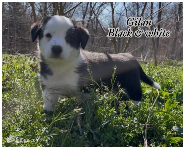 AKC GILAN – Cardigan Welsh Corgi puppy for sale in Fordland, MO