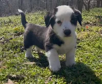 AKC GILAN, a male Cardigan Welsh Corgi for sale in Fordland, MO – Photo 2 of 5