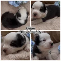 AKC GILAN, a male Cardigan Welsh Corgi for sale in Fordland, MO – Photo 1 of 3