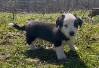AKC GILAN, a male Cardigan Welsh Corgi for sale in Fordland, MO – Photo 3 of 5