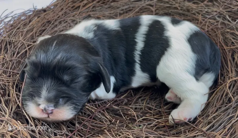 Zoë – Cockalier puppy for sale in Fordland, MO