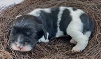 Zoë, a female Cockalier for sale in Fordland, MO – 1 of 5