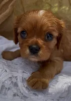 AKC Moe, a male Cavalier King Charles Spaniel for sale in Fordland, MO – 3 of 9