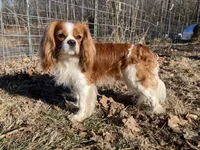 Joëlle, a female Cockalier for sale in Fordland, MO – 6 of 6