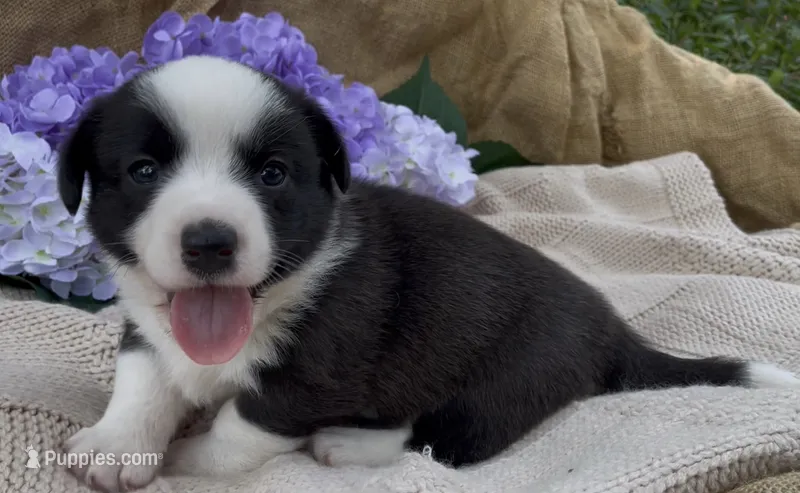 AKC Elizabeth  – Cardigan Welsh Corgi puppy for sale in Fordland, MO